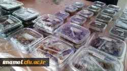 غرقه ویژه ماه مبارک رمضان ، مرکز بیت الهدی آمل